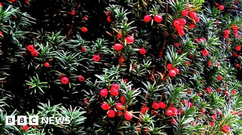 is a yew tree poisonous.